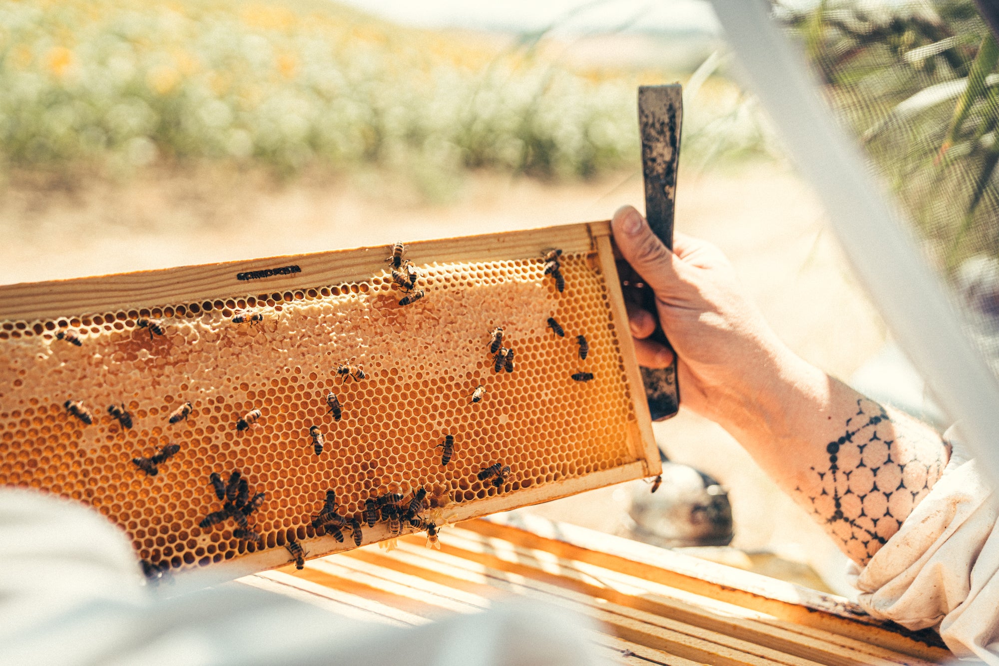 The Honeys of Giorgio Poeta